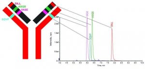 SILuMAb Cetuximab Stable-Isotope Labeled Monoclonal Antibody 