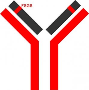 SILuMAb Pembrolizumab Stable-Isotope Labeled Monoclonal Antibody 