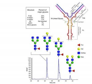 SILuMab Stable Isotope-Labeled Monoclonal Antibody Glycan Standard Mouse IgG2b MSQC5-100UG