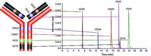 SILuMAB Stable-Isotope Labeled Universal Monoclonal Antibody Standard human 