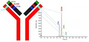 SILuMAb Trastuzumab Stable-Isotope Labeled Monoclonal Antibody 
