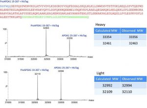 SILuProt APOA1, Apolipoprotein A-1 human 