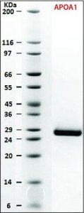 SILuProt APOA1, Apolipoprotein A-1 human 