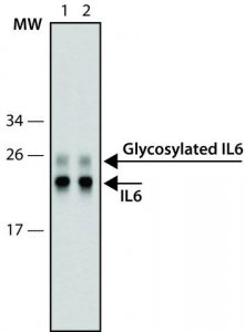 SILuRich Anti-IL6 MAb, biotin conjugated MSAB001-100UL