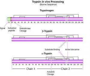 Trypsin from bovine pancreas 