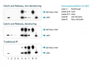 Catch and Release v2.0 Reversible Immunoprecipitation System 