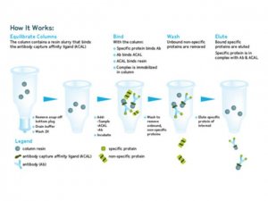 Catch and Release v2.0 Reversible Immunoprecipitation System 