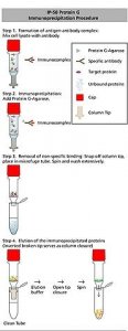 Protein G Immunoprecipitation Kit IP50-1KT