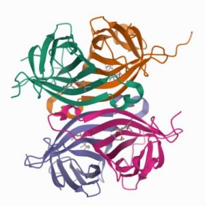 StreptavidinAgarose from Streptomyces avidinii 