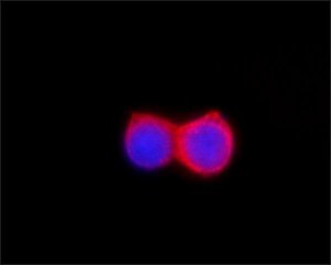ANTI-FLAG antibody produced in rabbit F7425-.2MG