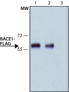 ANTI-FLAG antibody, Rat monoclonal SAB4200071-200UL