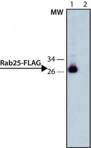 ANTI-FLAG antibody, Rat monoclonal SAB4200071-200UL