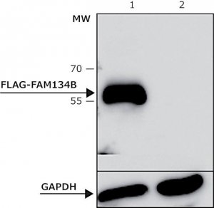ANTI-FLAG M2 antibody, Bioreactor grade, Mouse monoclonal 