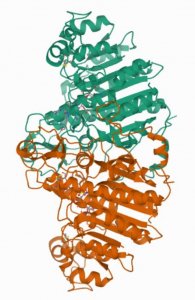 Carboxy-terminal FLAG-BAP Fusion Protein 