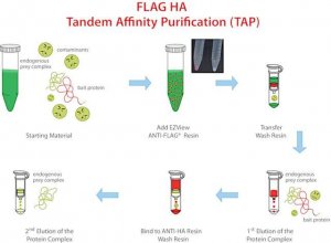 FLAG HA Tandem Affinity Purification Kit TP0010-5RXN