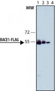 Monoclonal Anti-FLAG-Peroxidase antibody produced in rat SAB4200119-200UL