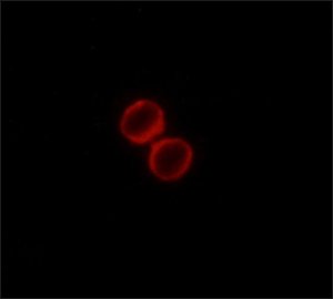 Monoclonal ANTI-FLAG antibody produced in rabbit 