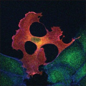 Monoclonal ANTI-FLAG M2 antibody produced in mouse 
