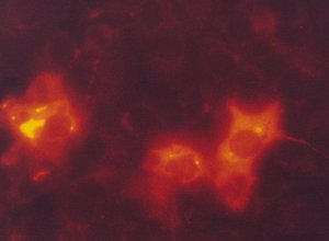 Monoclonal ANTI-FLAG M2-Cy3 antibody produced in mouse 