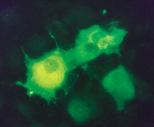 Monoclonal ANTI-FLAG M2-FITC antibody produced in mouse 