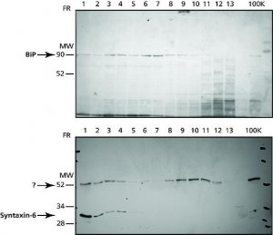 Endoplasmic Reticulum Isolation Kit 