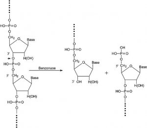 Benzonase Nuclease 
