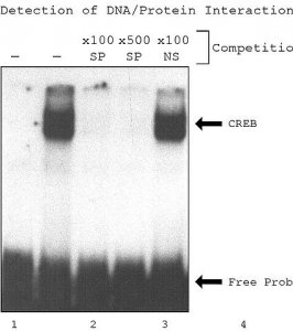 CelLytic P Cell Lysis Reagent 