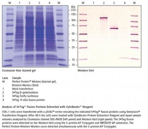 CytoBuster Protein Extraction Reagent 
