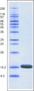 Lysozyme from chicken egg white 