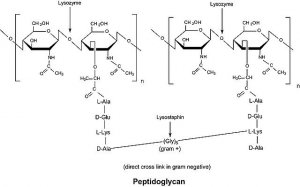 Lysozyme human 