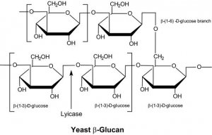 Lyticase from Arthrobacter luteus 