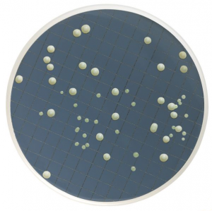  -     ,  Merck (Millipore) MB000000Y