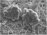 Nanofiber cell culture dish, with random oriented nanofibers Z694487-1EA