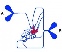 SynVivo Transepithelial/endothelial Electrical Resistance configuration SynBBB 3D blood brain barrier model assay kit VIV402003-1EA