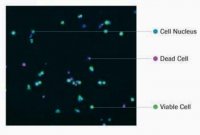 Cell Viability Imaging Kit 5x96 6432379001