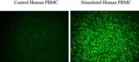 BioTracker Cystine-FITC Live Cell Dye SCT047