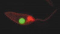 PKH26 Red Fluorescent Cell Linker Kit for General Cell Membrane Labeling 