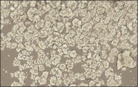 3dGRO Spheroid Medium S3077-1KT