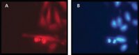 Asn-Arg-Cys-Ser-Gln-Gly-Ser-Cys-Trp-Asn, Reduced A2602-1MG
