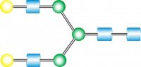 NA2 Glycan 