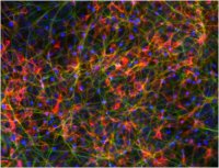 Dopaminergic Differentiation Growth Factor Sampler SCR128