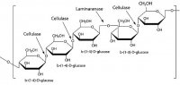 Driselase Basidiomycetes sp. 