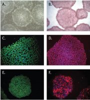 PluriSTEM Human ES/iPS Cell Medium SCM130