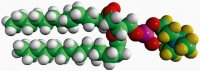 14:0 PC-d13 860343P-10MG