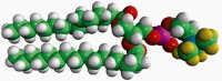 16:0 PC-d9 860352P-10MG