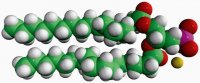 17:0 PA 830856P-25MG