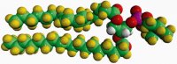 18:0 PC-d83 860368C-10MG