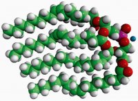 18:1 BDP (S,S) 857137C-5MG