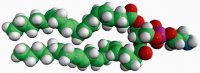 20:4 PE 850800C-25MG