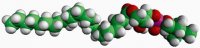24:0 Lyso PC 855800P-25MG